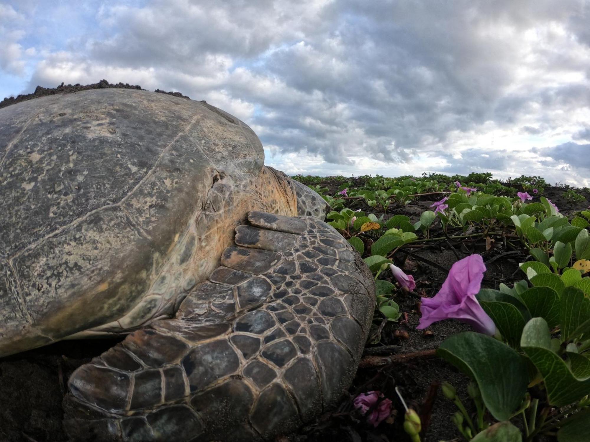 El Deseo Serendipity Tortuguero Esterno foto